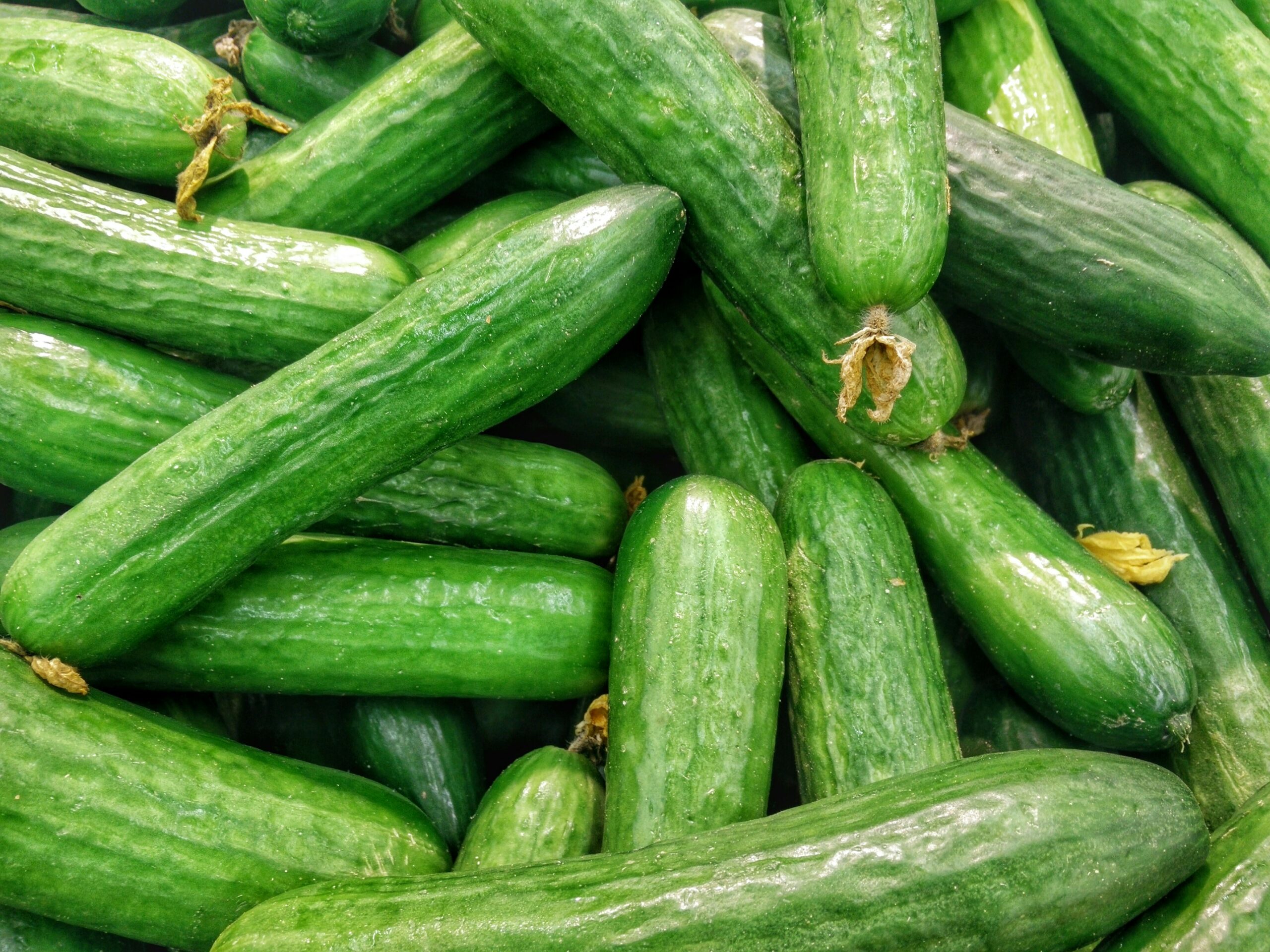 Virus del Mosaico del Cetriolo