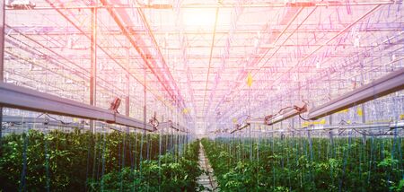 ASCOLTA🎧​: Ozono Ufficiale Biocida: La Svolta Green che Protegge le Tue Colture!