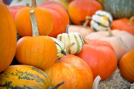 ASCOLTA🎧: Zucca Shock: Non È Più Solo Inverno! Benefici e Boom di Consumi!