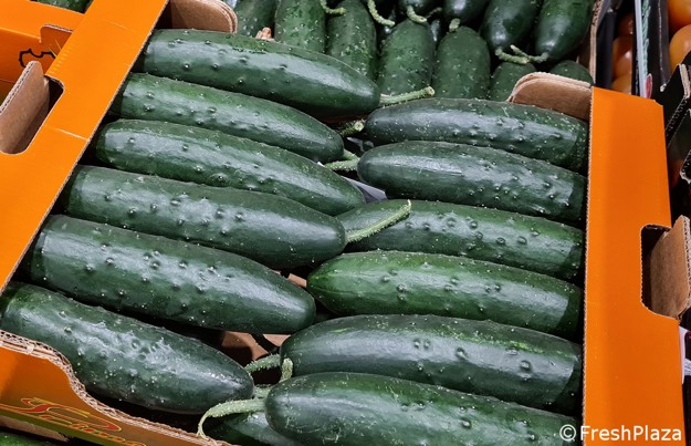 Cetriolo: Mercato e Novità 2025