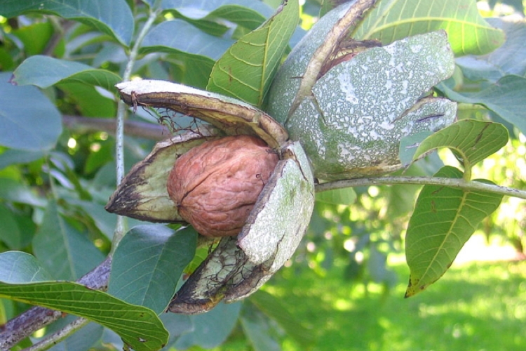 FOCUS NOCI 2025, sfide, import e info nazionale