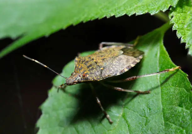 ASCOLTA​🎧: Cimice Asiatica: La Xylella del Nord Italia!