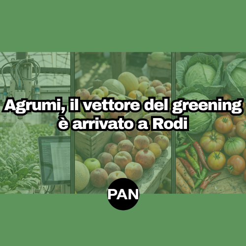 AGRUMI, IL VETTORE DEL GREENING È ARRIVATO A RODI: IN ITALIA NON C’È, MA IL MEDITERRANEO SI STRINGE