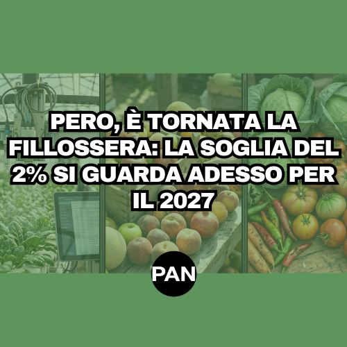PERO, È TORNATA LA FILLOSSERA: LA SOGLIA DEL 2% SI GUARDA ADESSO PER IL 2027