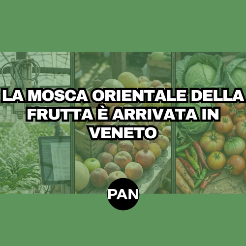 LA MOSCA ORIENTALE DELLA FRUTTA È ARRIVATA IN VENETO