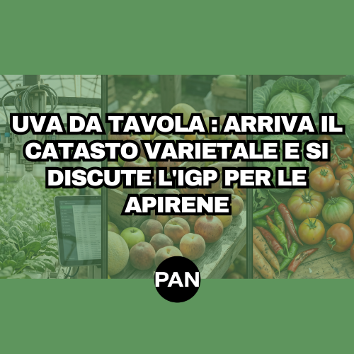 UVA DA TAVOLA, LA PUGLIA APRE IL TAVOLO: ARRIVA IL CATASTO VARIETALE E SI DISCUTE L’IGP PER LE APIRENE