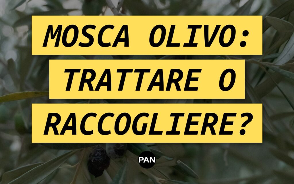 Mosca dell’olivo, tre regioni e tre risposte