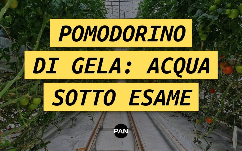Pomodorino di Gela, dopo il richiamo si controlla l’acqua