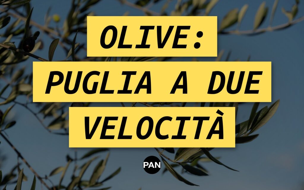 OLIVE, IN PUGLIA LA CAMPAGNA PARTE A DUE VELOCITÀ: FOGGIA E TARANTO A -40%, IL SALENTO RISALE